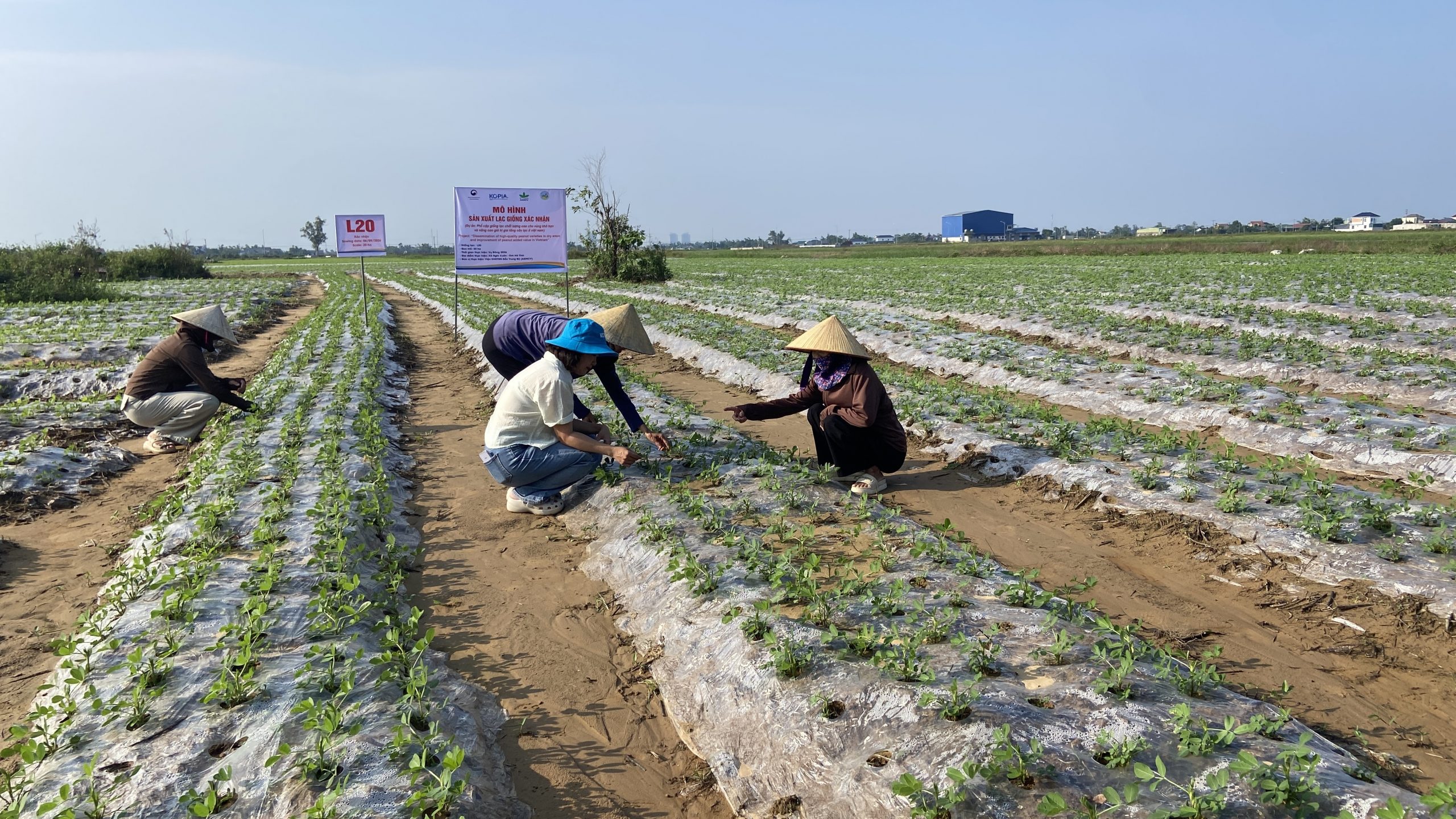 Kỹ thuật sản xuất lạc vụ Đông