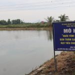 Phát triển nuôi tôm càng xanh theo hướng bền vững
