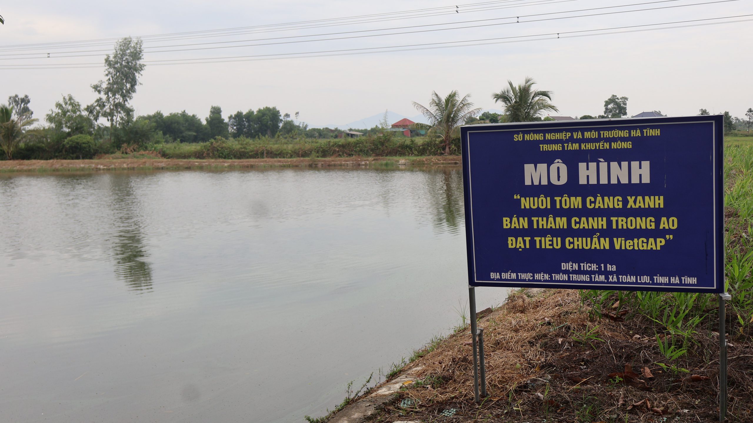 Phát triển nuôi tôm càng xanh theo hướng bền vững