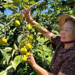 Nâng cao giá trị đặc sản hồng giòn Yên Du