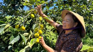 Nâng cao giá trị đặc sản hồng giòn Yên Du