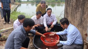 Mở hướng làm giàu từ nuôi tôm càng xanh theo tiêu chuẩn VietGAP
