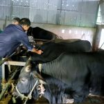 Đẩy mạnh công tác tiêm phòng, chủ động bảo vệ đàn vật nuôi dịp cuối năm