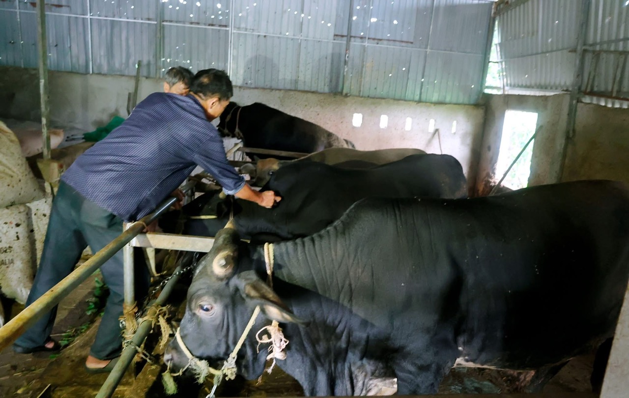 Đẩy mạnh công tác tiêm phòng, chủ động bảo vệ đàn vật nuôi dịp cuối năm